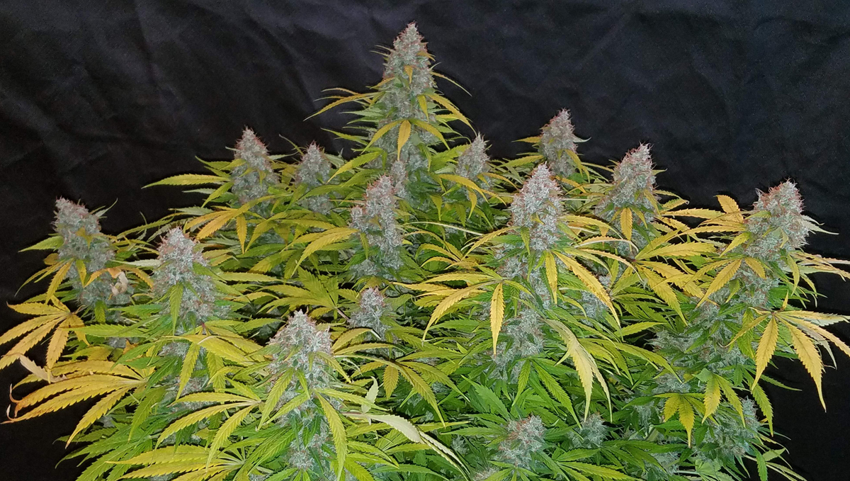 Top 10 cheap seeds: californian snow auto