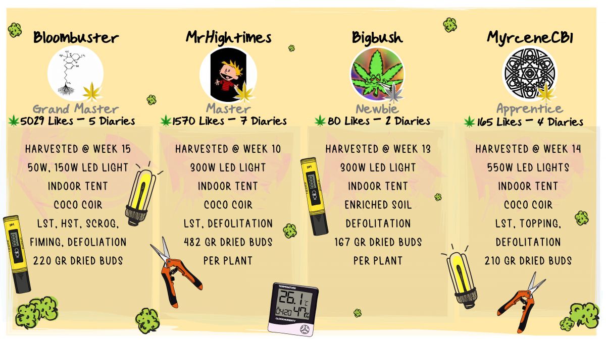 Gorilla Cookies Auto Plants Seed Week-by-Week Guide: The Outcome