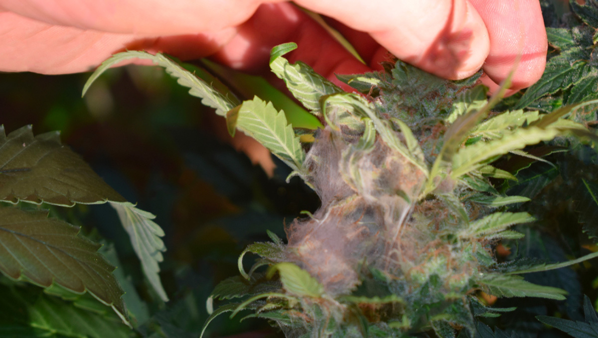Main causes of bud rot: what does bud rot look like?