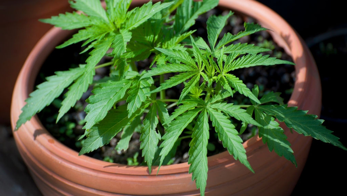 Types of containers for growing autos: clay pots