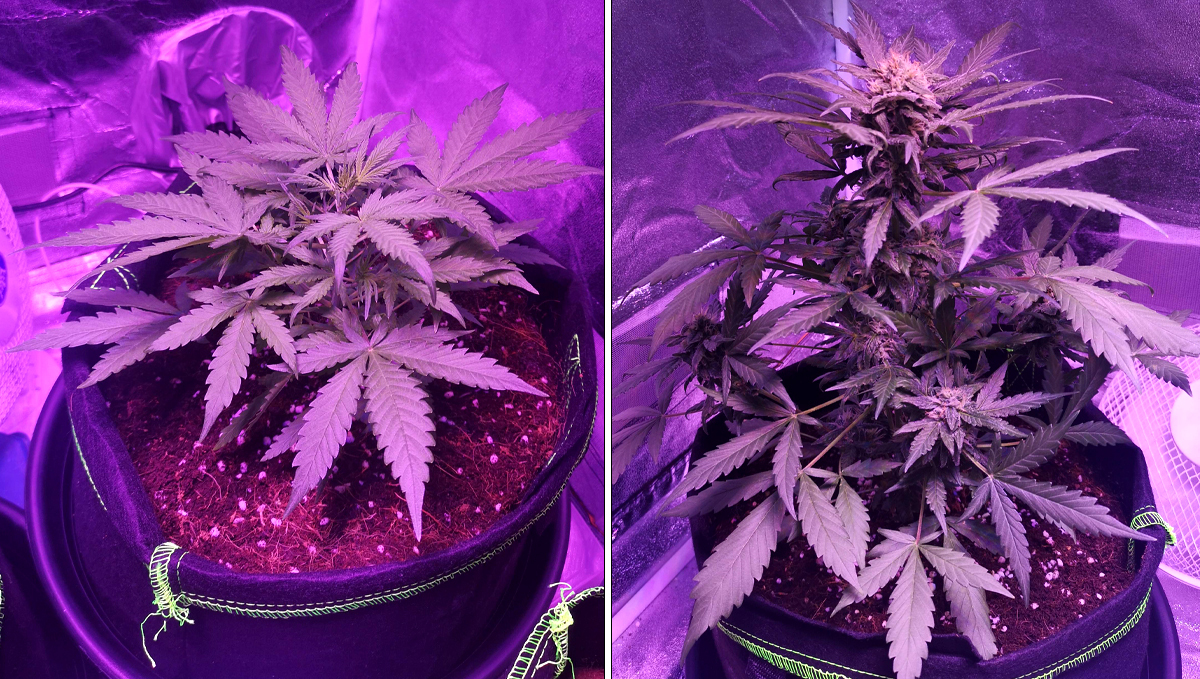  Micro Growing Cannabis: nutrients