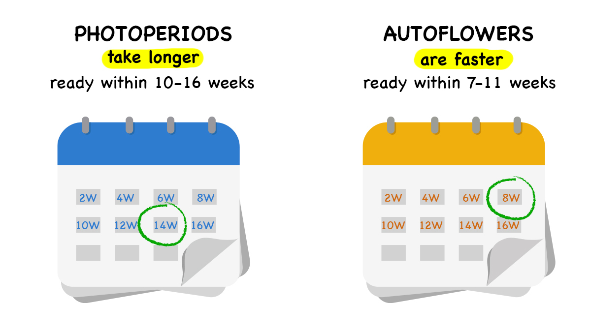 Photoperiods vs autoflowers: seed to harvest time