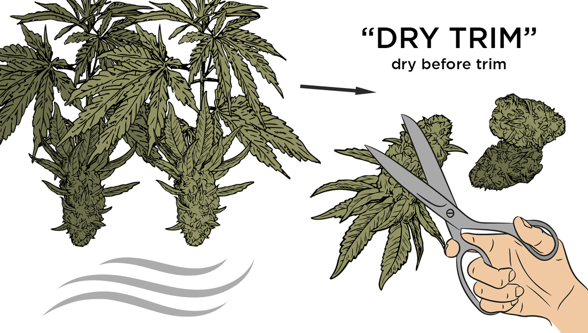 Trockenbeschnitt von Cannabisblüten nach dem Trocknen.
