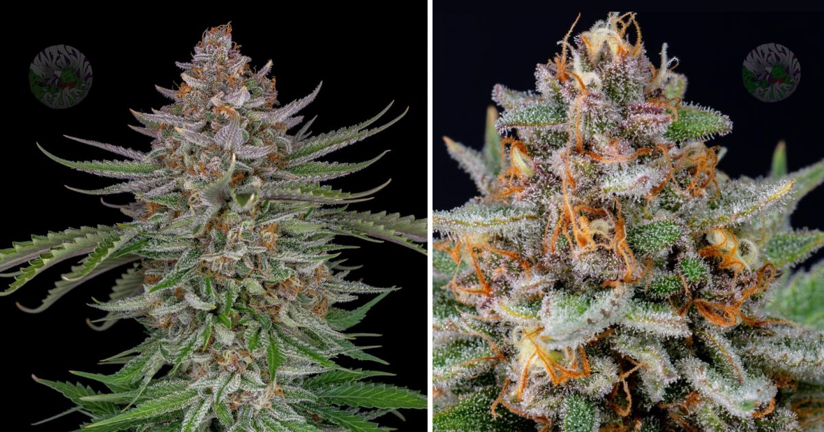 Harvest Your Autoflowering Cannabis: ripening of the buds on week 10
