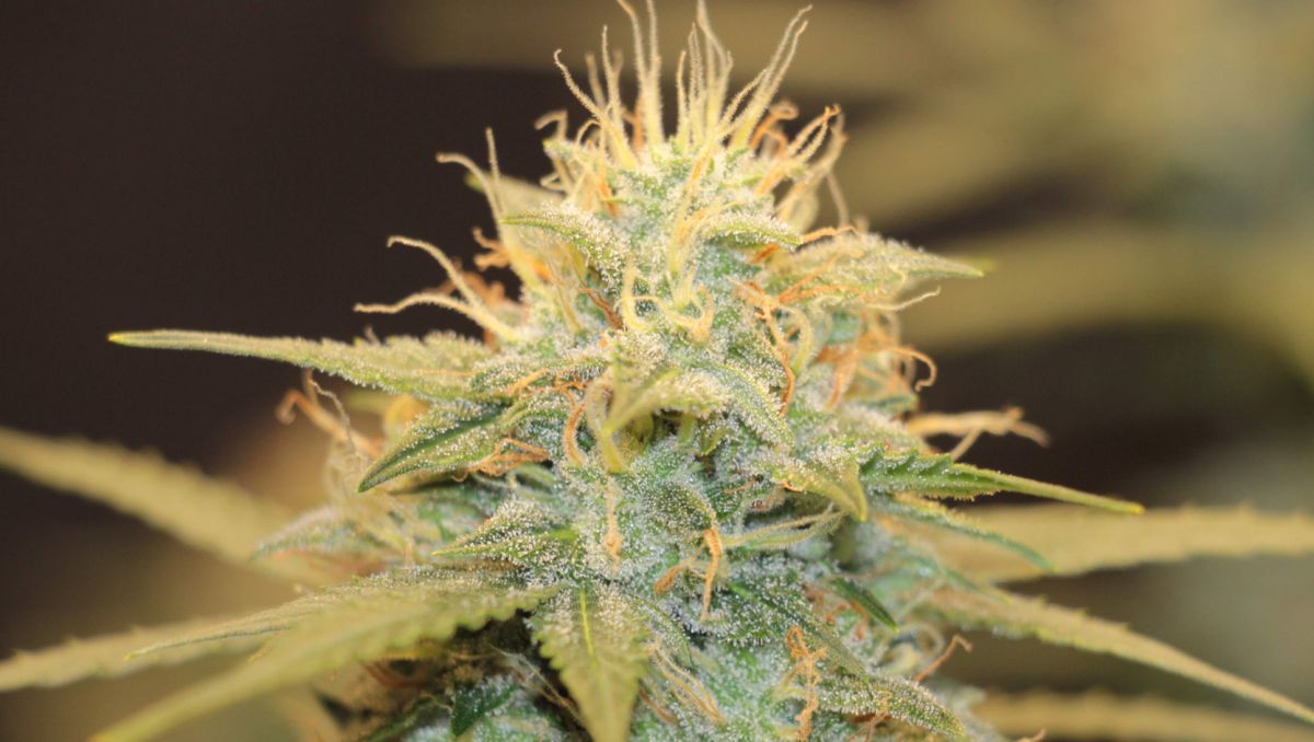 Top 10 cheap seeds: jack herer auto