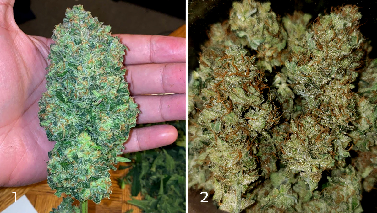 Chemdawg auto guide: harvest