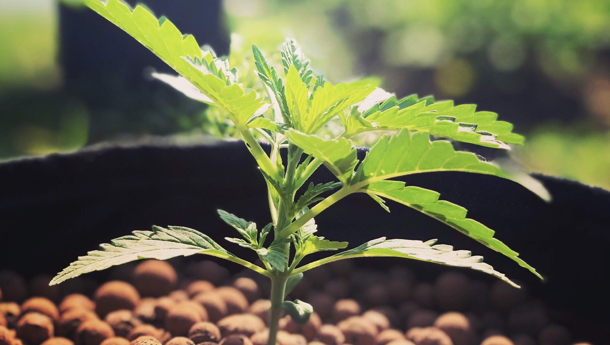 Outdoor plants grow in Italy: week 4 of plant growth