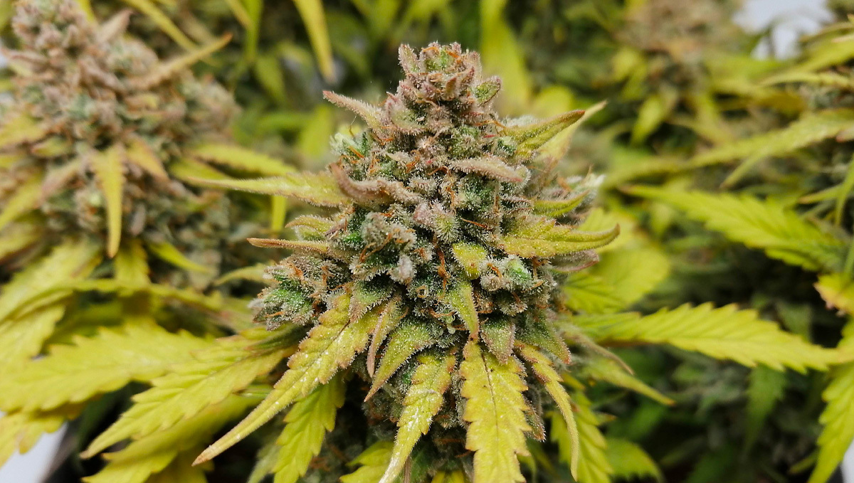 Seed History: Amnesia Haze: Close Look at Amnesia Bud