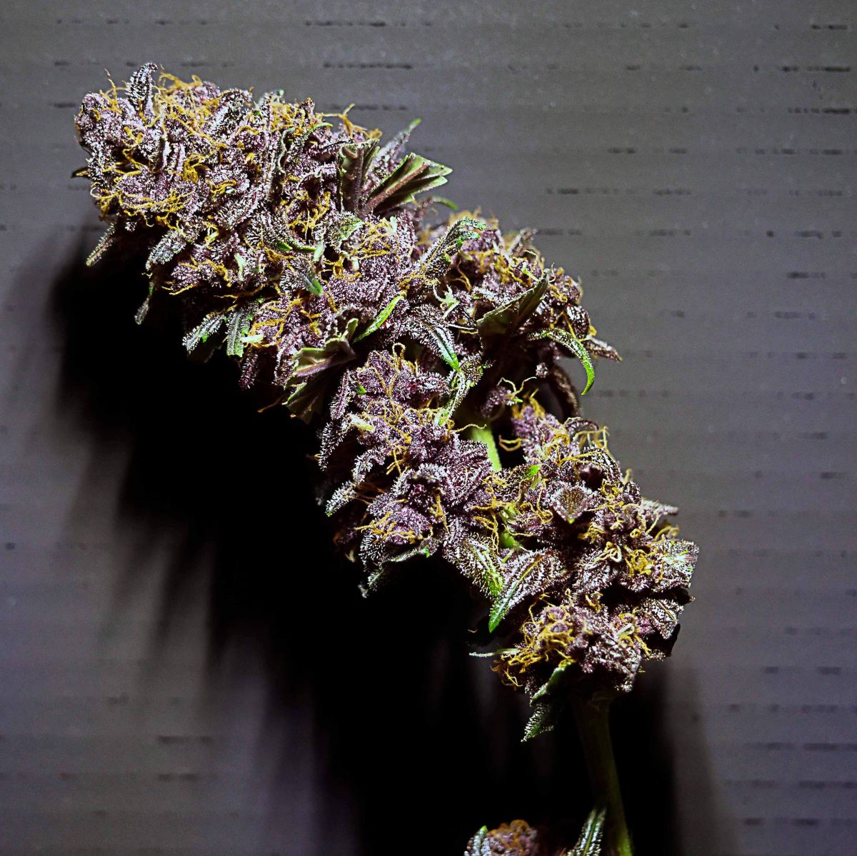 purplelemonade