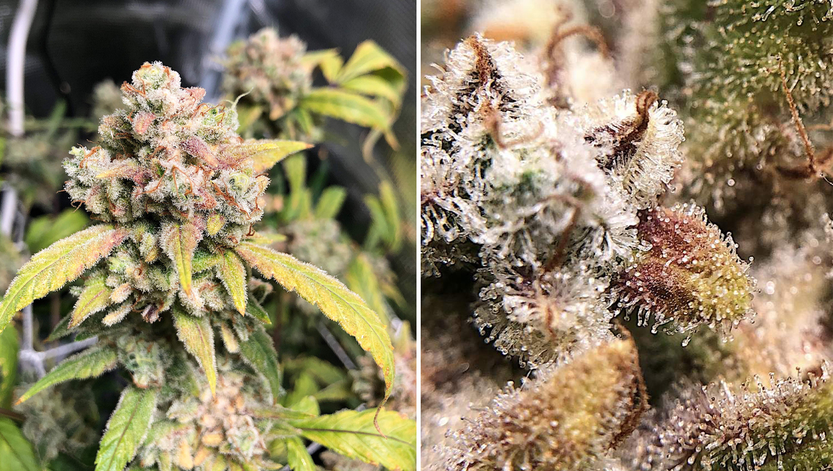 Top 5 highest strength auto: gelato auto