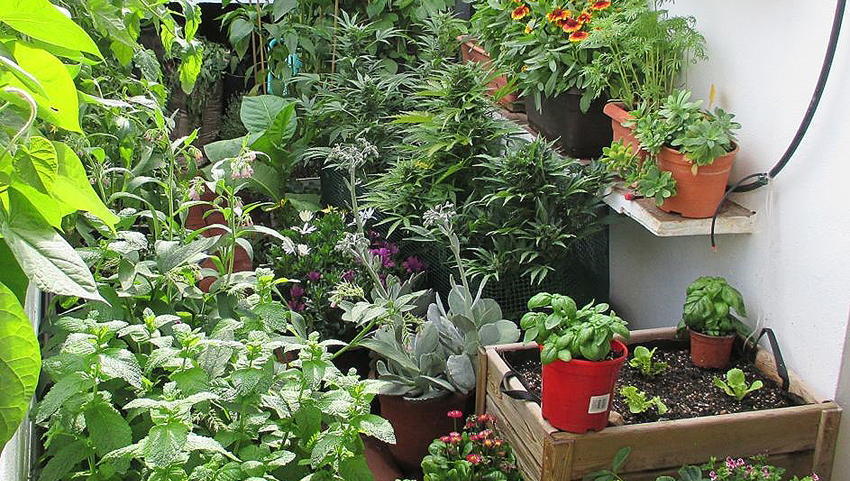 Companion plants for cannabis: companion planting