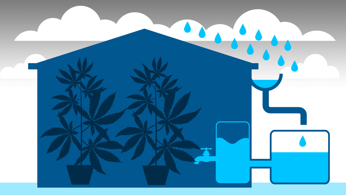 Clean rainwater collection setup for cannabis plants.