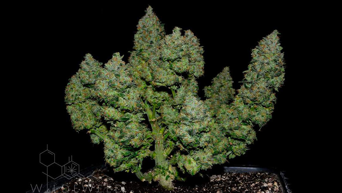 Terpenprofil der Original Auto BubbleGum mit Haupt- und Sekundärterpenen