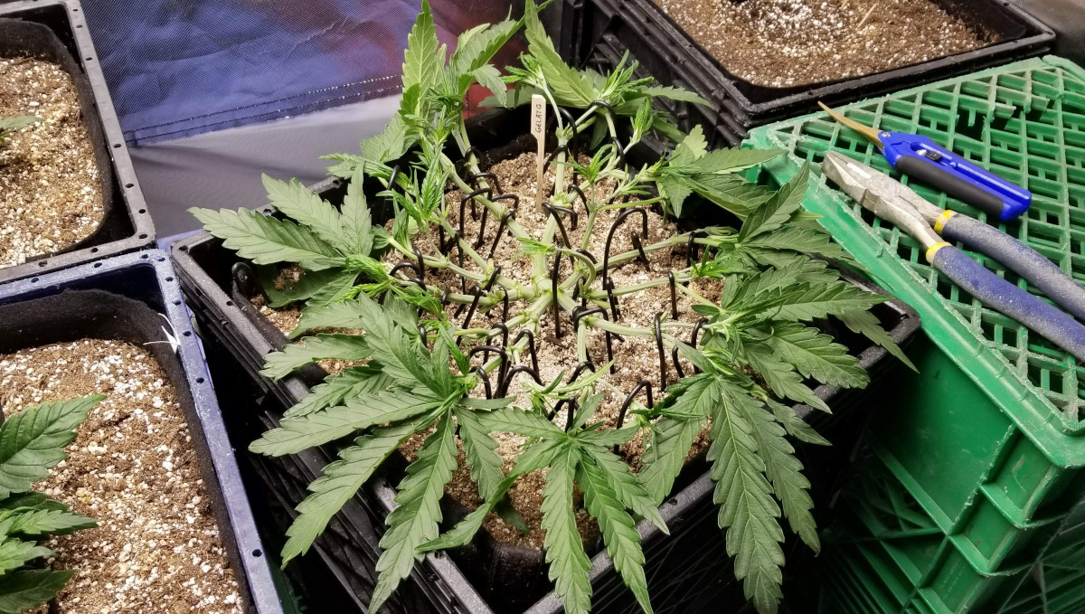 Gelato Auto Cannabis Strain Week-by-Week Guide: An indoor plant mainlined and defoliated