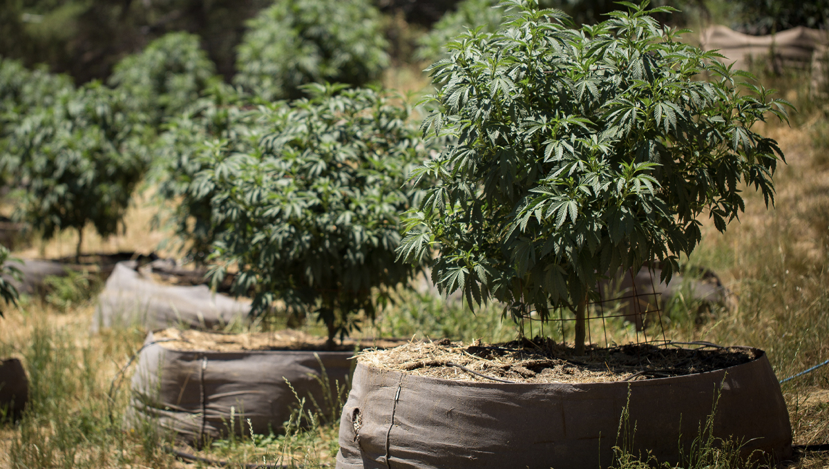 No-till plants guide: week-by-week