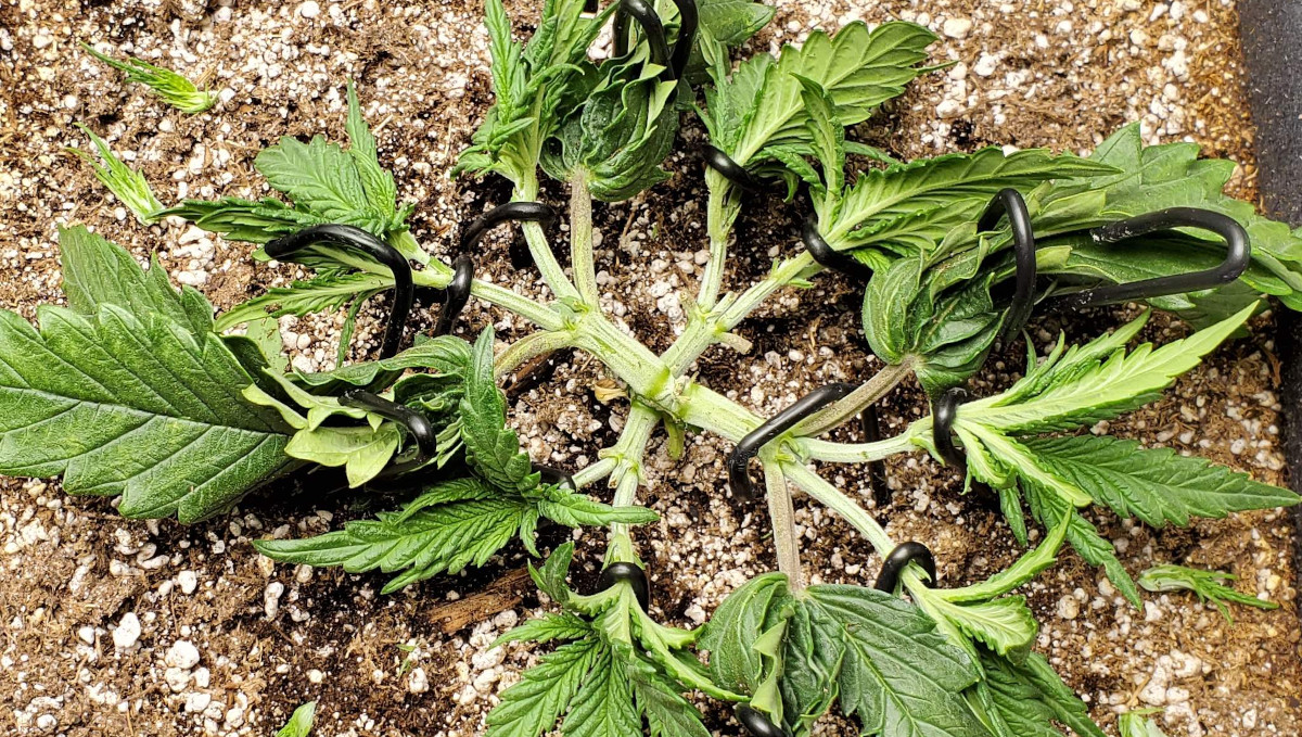 Gelato Auto Cannabis Strain Week-by-Week Guide: A mainlined pot plant spread flat on the surface of the soil