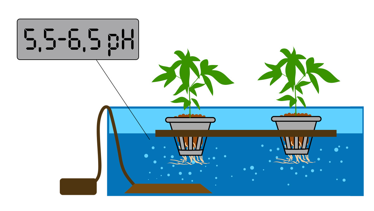 种植自动开花型大麻的最佳pH值：水培pH值应控制在5.5-6.5