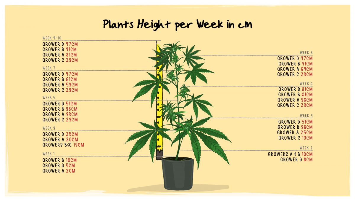 Orange Sherbet Auto Plants Seed Week-by-Week Guide: Plants' height throughout the life cycle