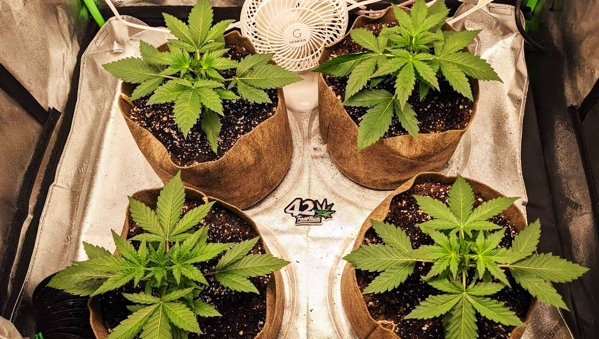 Gorilla Cookies Auto Plants Seed Week-by-Week Guide: Four amazing looking plants