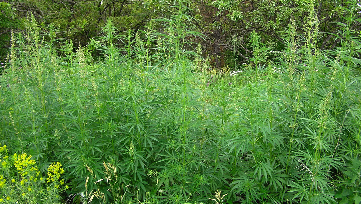 什么是大麻Ruderalis及其作用：大麻Ruderalis植株