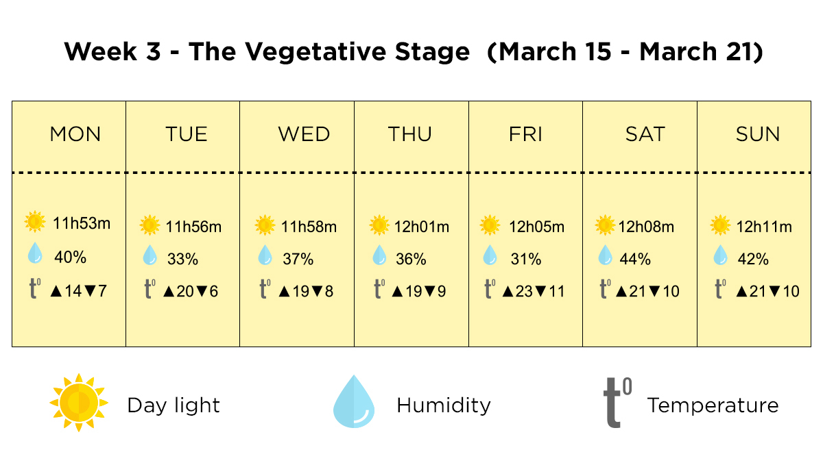 Growing plants outdoors in Italy: week 3 of the vegetative stage