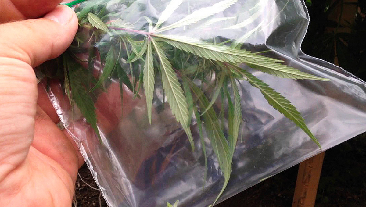 Ramo maschile in un sacchetto ziploc