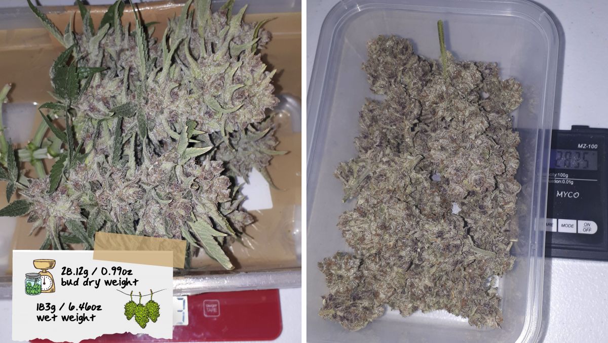 Strawberry Pie Auto Plants Seed Week-by-Week Guide: Freshly cut plants colas and the same buds dried and cured 