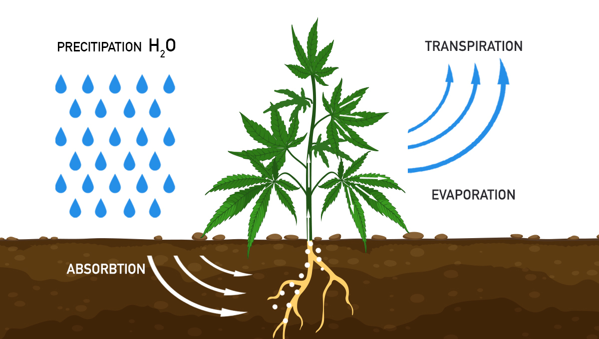 Increase cannabis yields with co2: transpiration