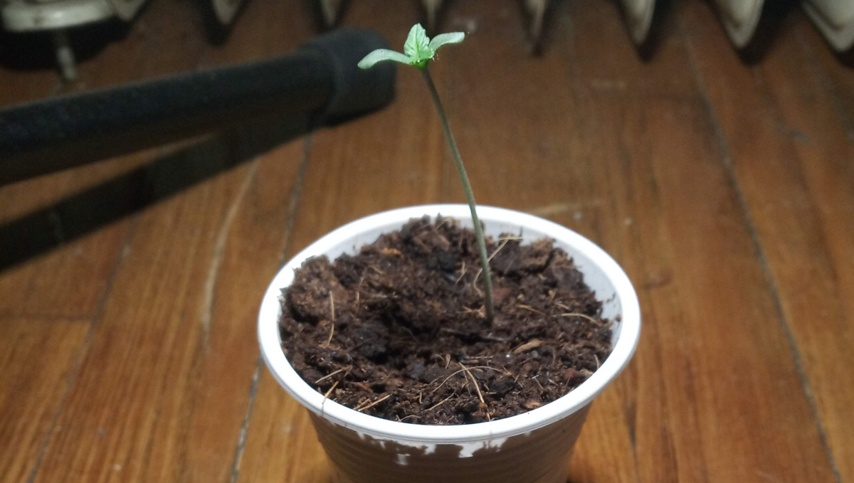 Gelato Auto Cannabis Strain Week-by-Week Guide: A ganja seedling in a solo cup filled with soil