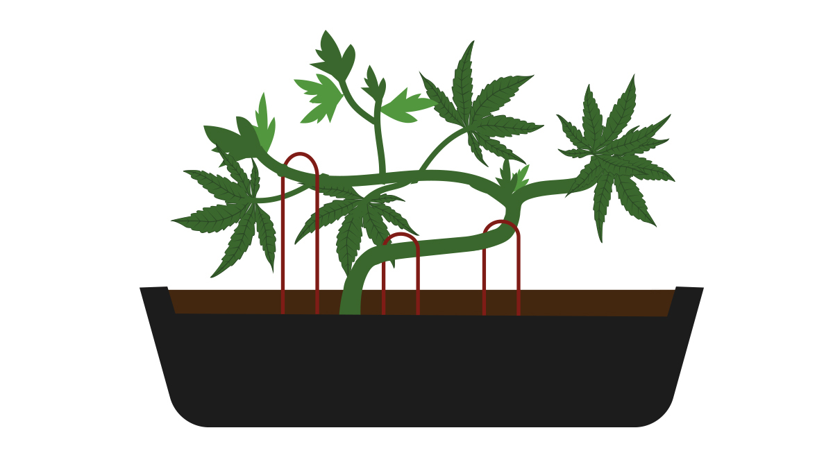 How to grow your own plants bonsai: providing support