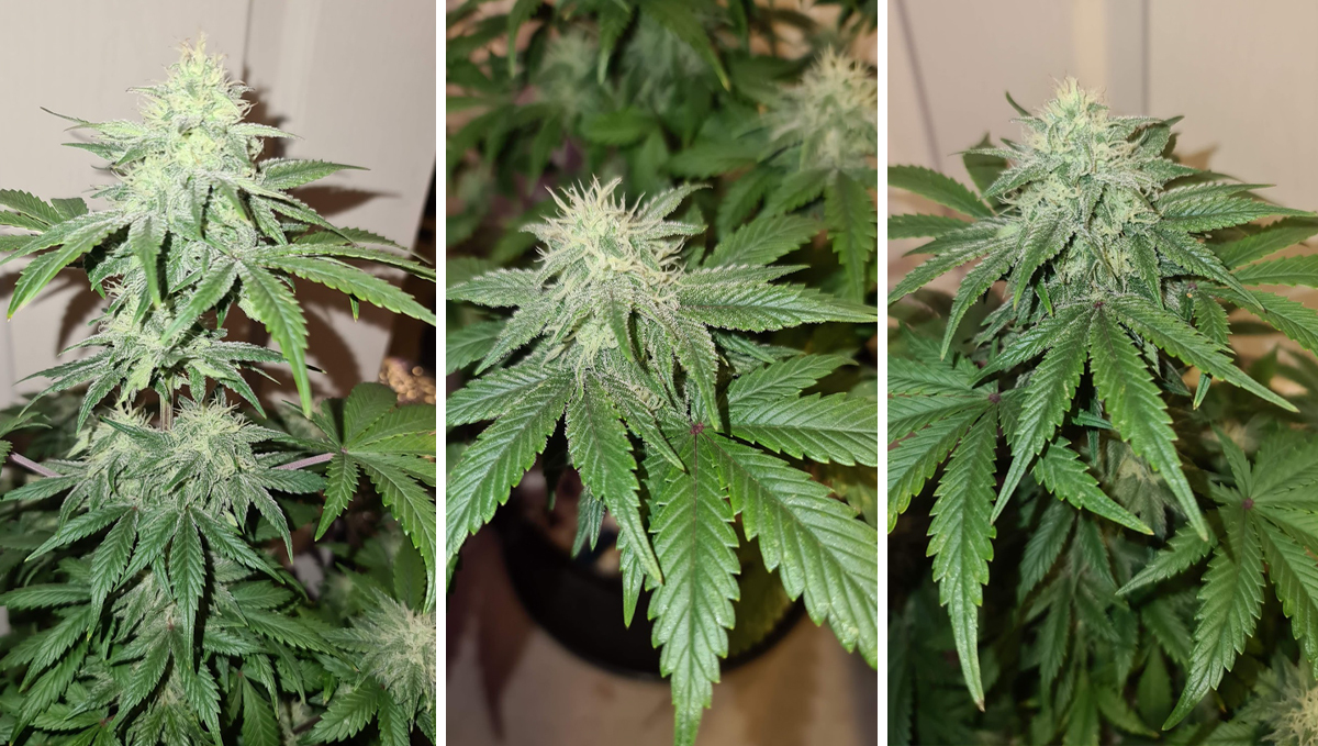 OG Kush Auto: week 8