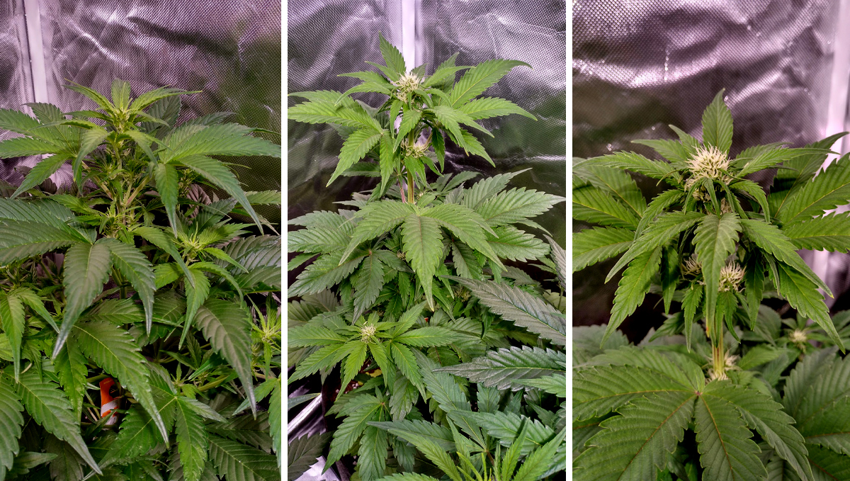 AK auto cannabis strain: week 5