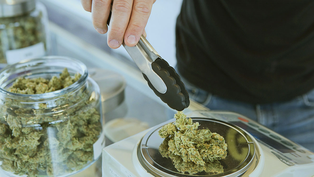 Plants: From Bud Tender to Master Grower: A budtender will guide and recommend the best seeds for you.