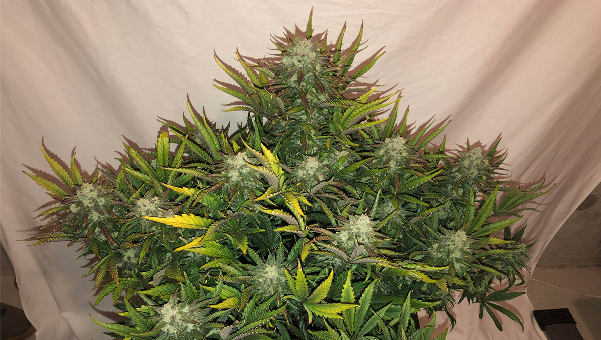Top 10 seeds to grow outdoors: Gorilla Glue Auto