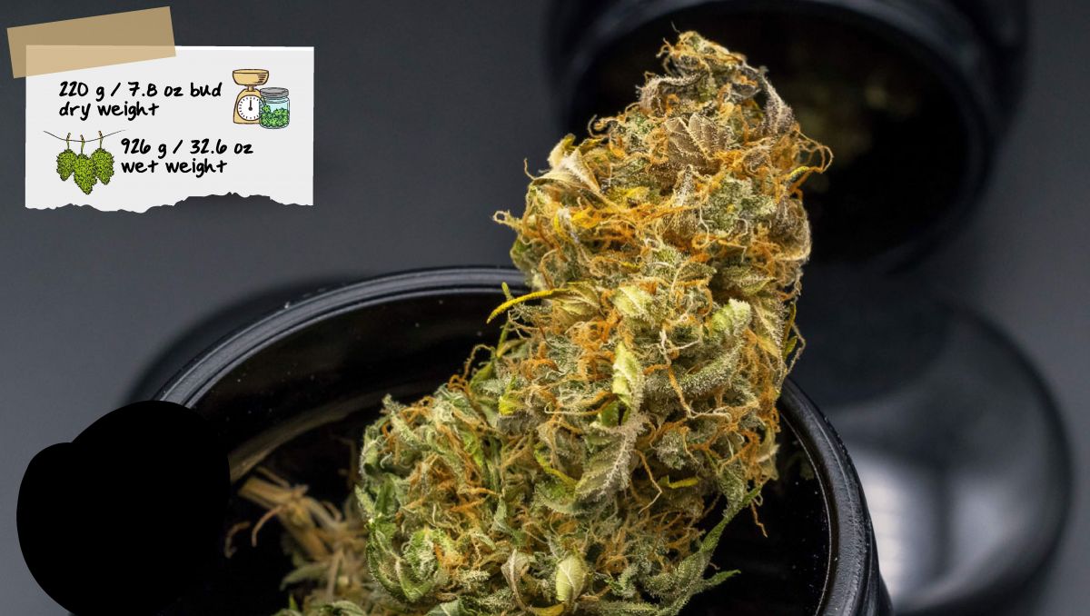 Gorilla Cookies Auto Plants Seed Week-by-Week Guide: Bud in a grinder