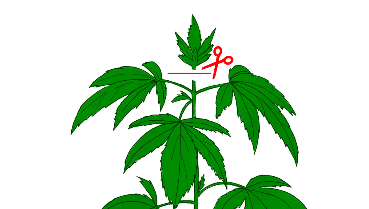 Image depicting the Topping technique on a cannabis plant.