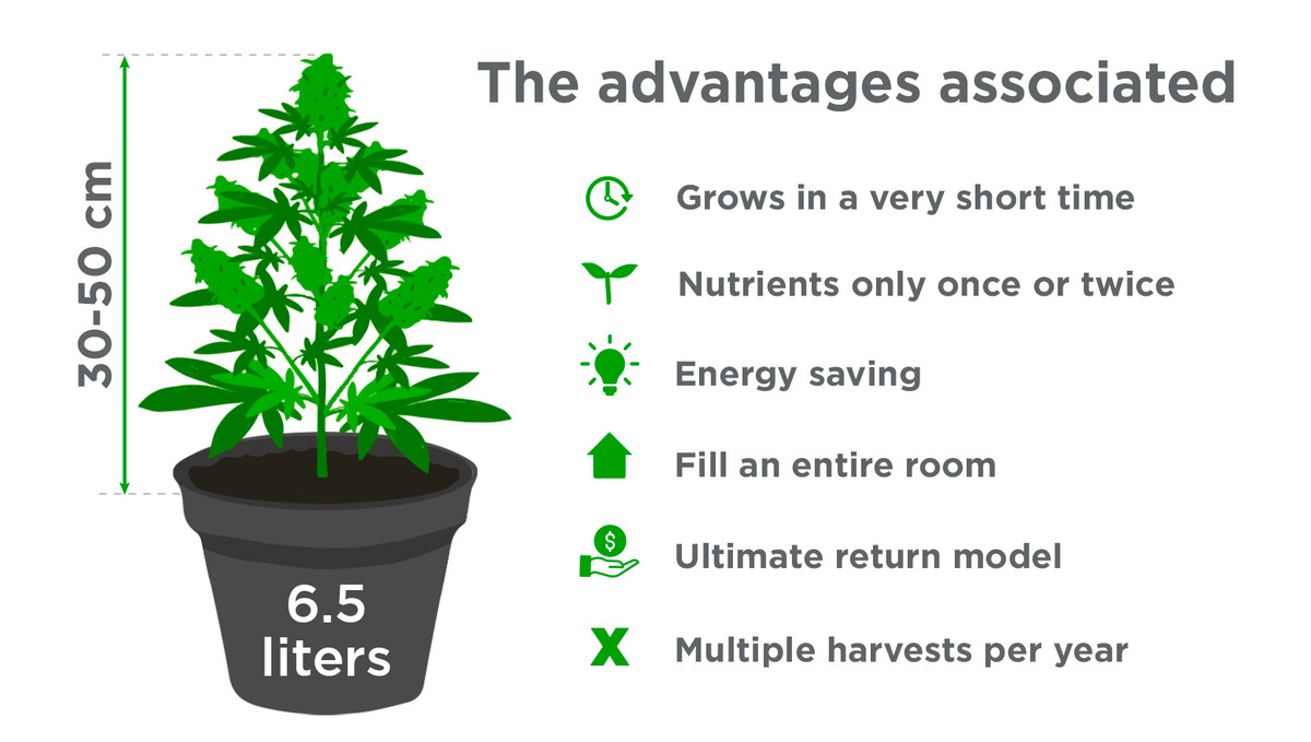 Benefits of Growing Auto Plants In a Sea of Green: Advantages