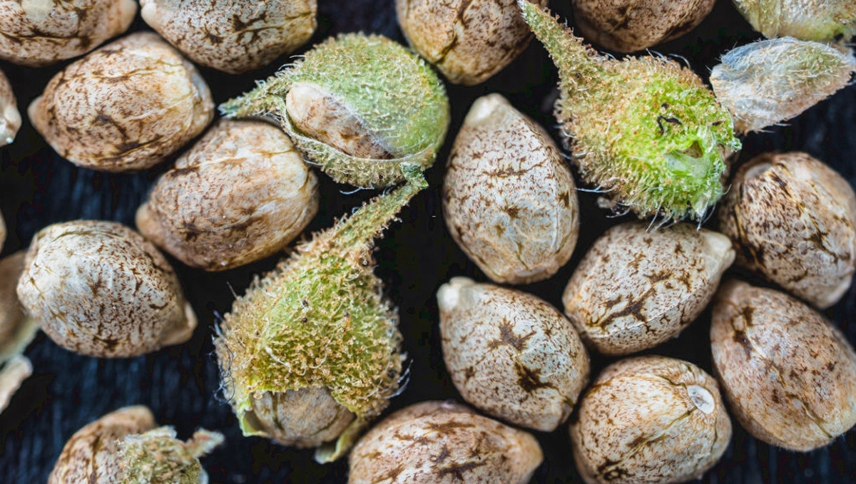 Sådan producerer du cannabisfrø: Tæt kig på cannabisfrø