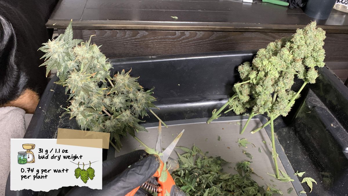 Orange Sherbet Auto Plants Seed Week-by-Week Guide: Branches of an auto in the process of trimming