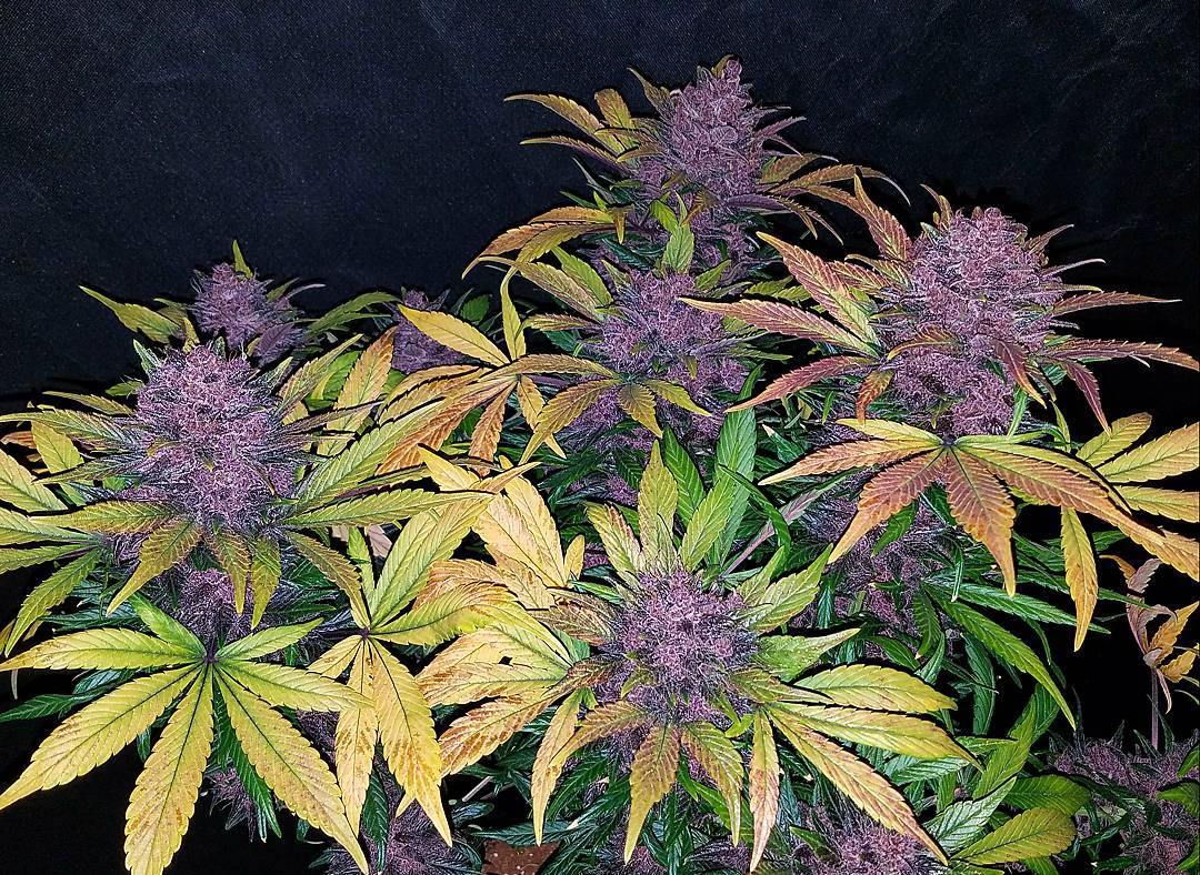 Fast Buds' Autoflower Blackberry Kush