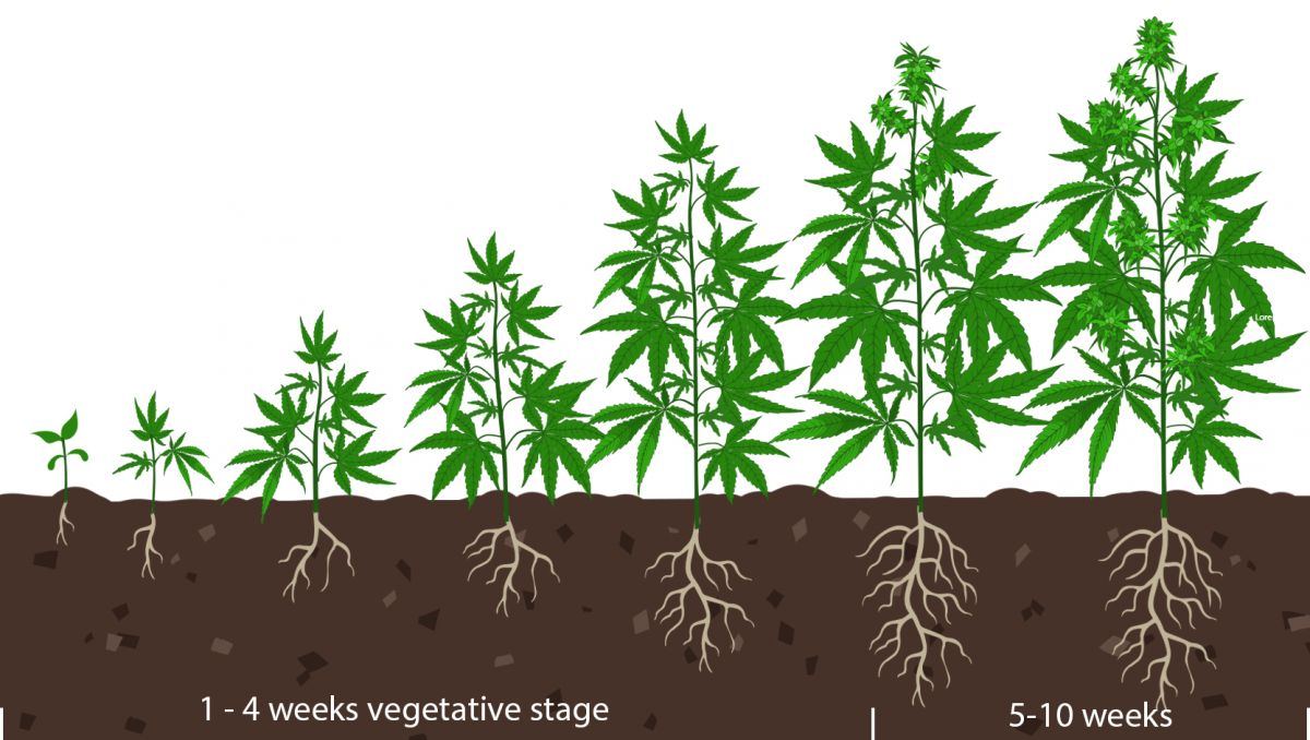 Wie man erkennt, wann Autos bl&uuml;hen: die vegetative Phase