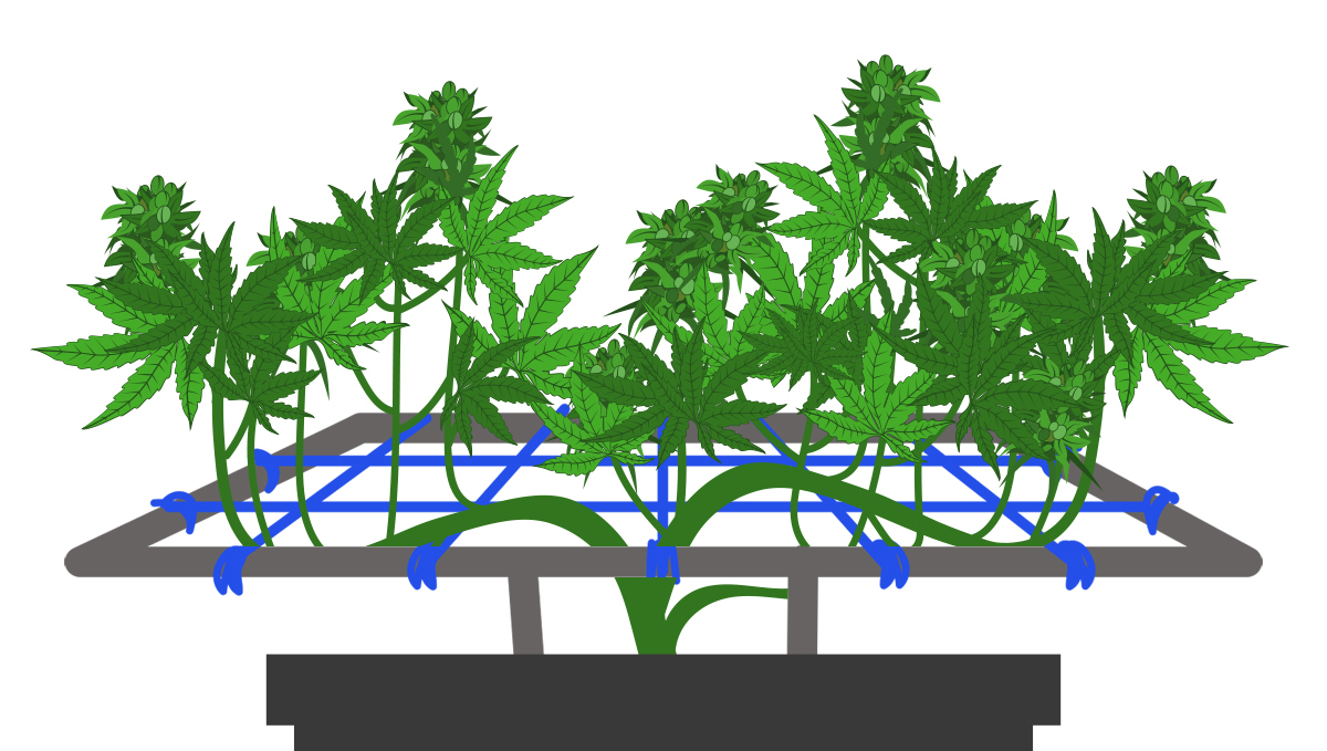 So erzielst du fette Plants Erträge: SCRoG und LST-Techniken So erzielst du fette Plants Erträge: SCRoG und LST-Techniken