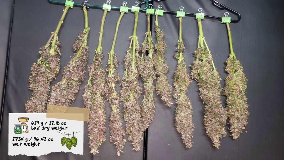 Strawberry Pie Auto Plants Seed Week-by-Week Guide: A row of elongated purple colas hanged upside down to dry