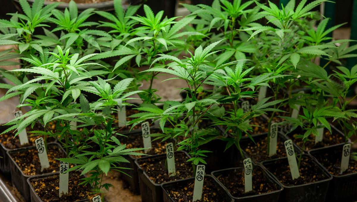 What Is Better For Your Autoflowers?: SOG measures