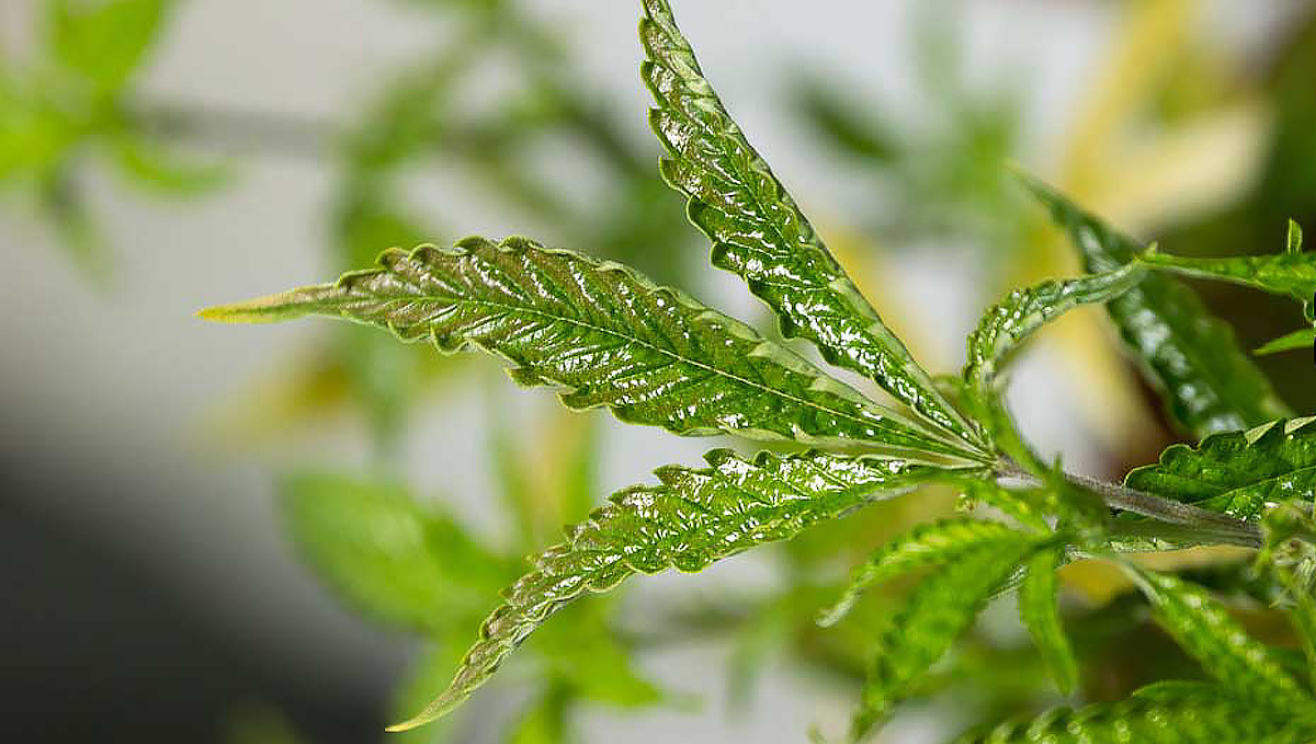 Broad mites: signs of infection