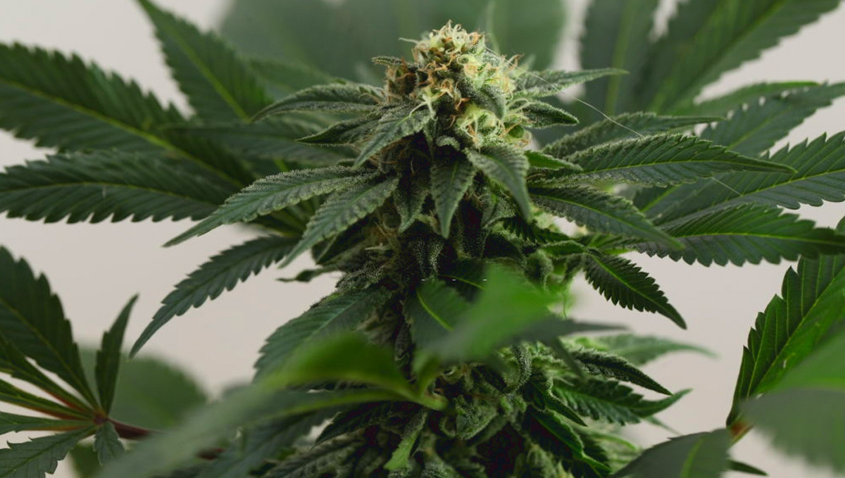 Cogollos densos y pesados de una planta de cannabis índica, mostrando su estructura compacta.