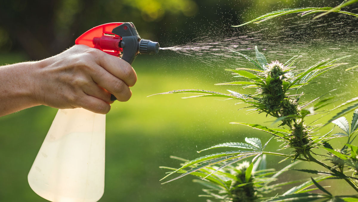 Spray homemade or bought pesticides to get rid of caterpillars!