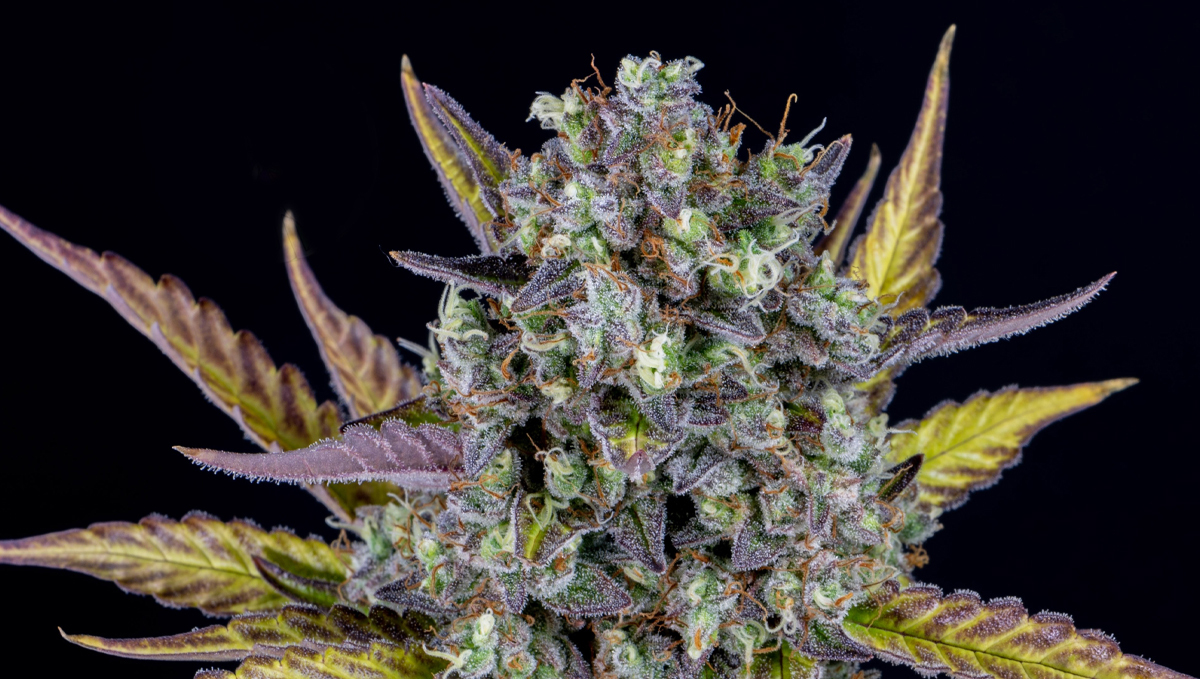 Top 10 seeds to grow outdoors: Closer Look at Wedding Cheesecake Auto