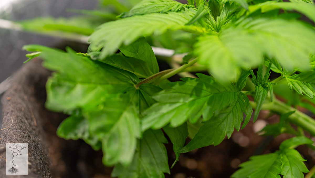 Gorilla Cookies Auto Plants Seed Week-by-Week Guide: Leaf tucking