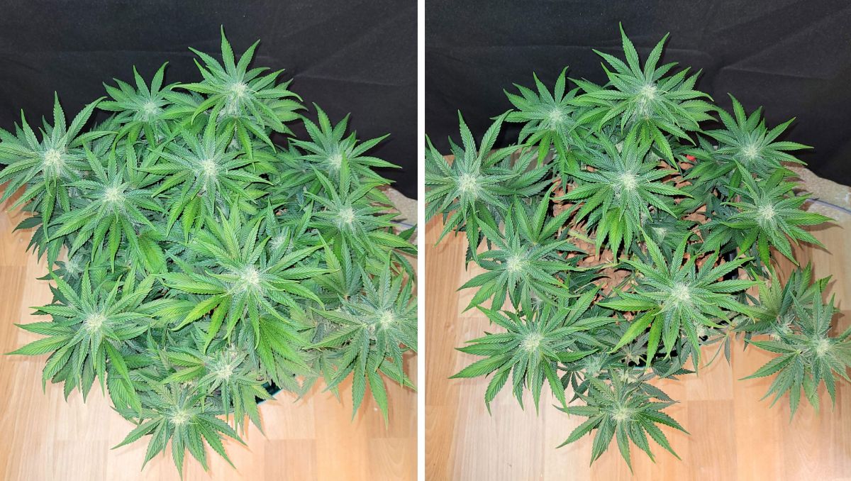 Gorilla Cookies Auto Plants Seed Week-by-Week Guide: The slow pheno